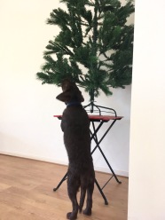 'This tree has no flavour at all..who cares I chew it anyway😏'